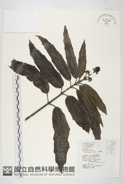 桃葉珊瑚藏品圖，第1張