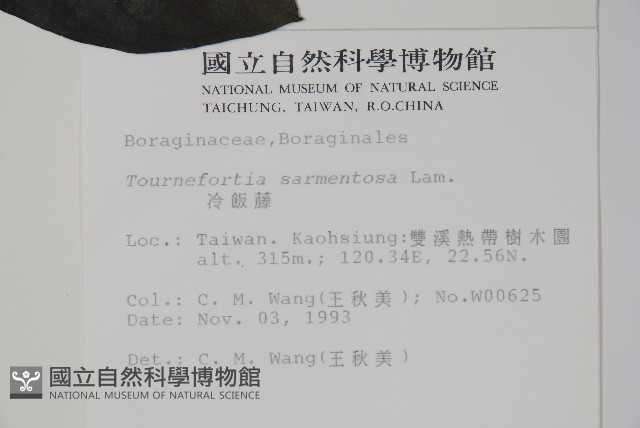 冷飯藤藏品圖，第2張