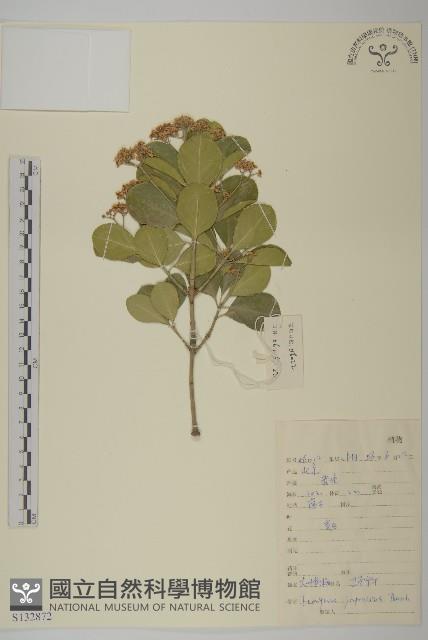 日本衛矛, 大葉黃楊藏品圖，第1張