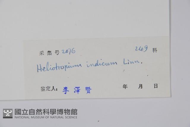 狗尾草藏品圖，第2張