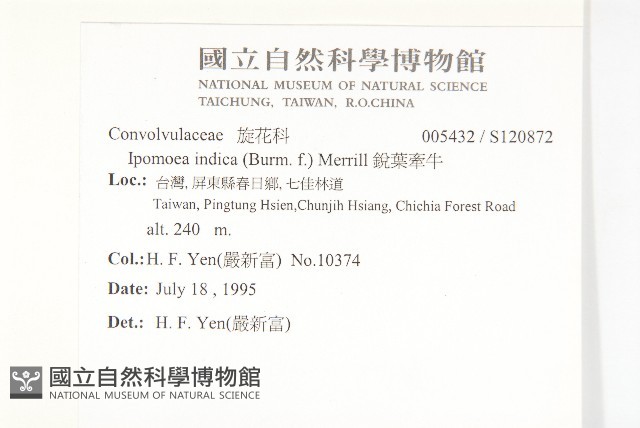 銳葉牽牛藏品圖，第2張