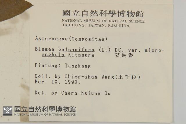 艾納香藏品圖，第2張