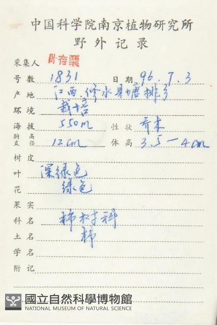 柿、柿仔、紅柿藏品圖，第2張