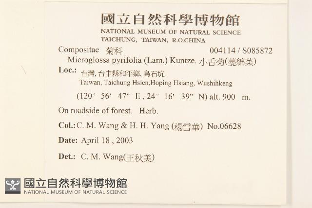 小舌菊、蔓綿菜藏品圖，第2張