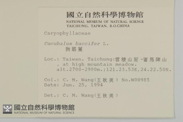 狗筋蔓藏品圖，第5張