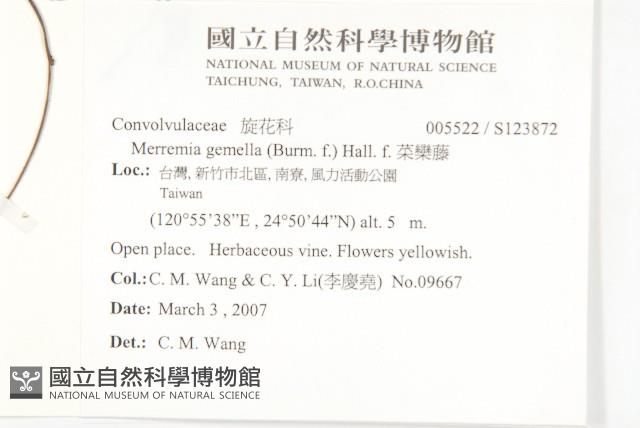 菜欒藤藏品圖，第2張