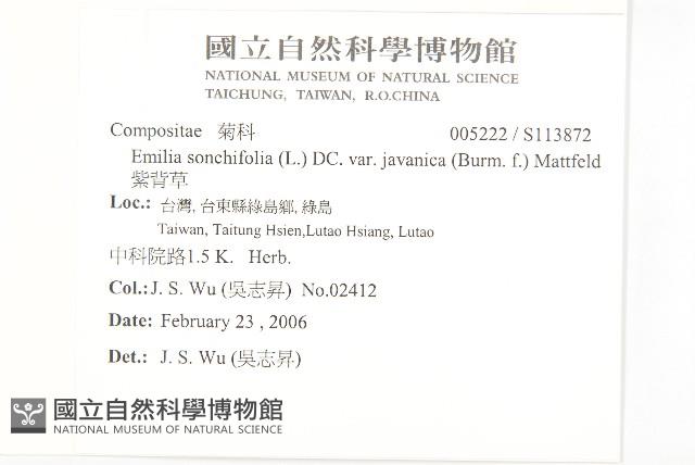 紫背草藏品圖，第2張