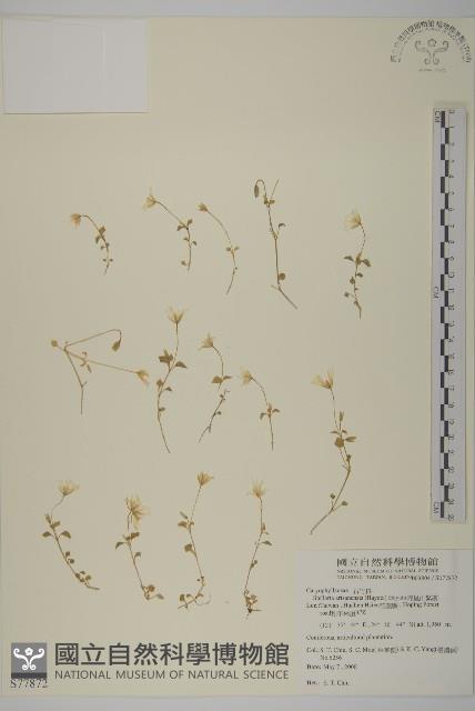 阿里山繁縷藏品圖，第1張