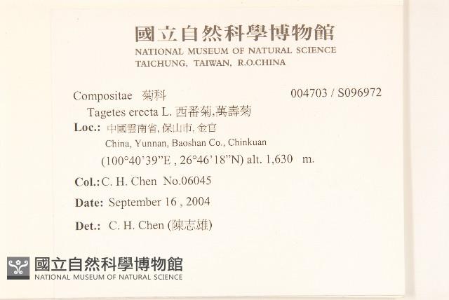 西番菊、萬壽菊藏品圖，第2張