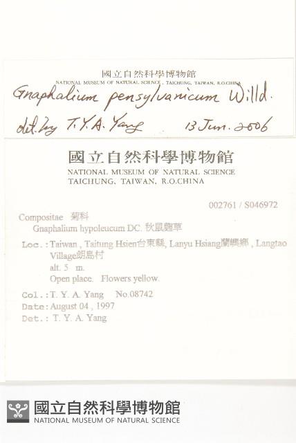 匙葉鼠麴草藏品圖，第2張