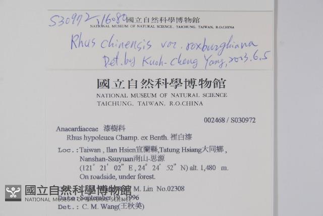 羅氏鹽膚木藏品圖，第2張