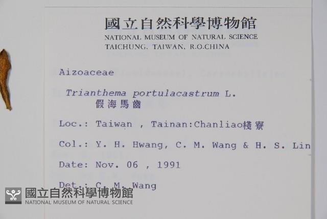 假海馬齒藏品圖，第2張