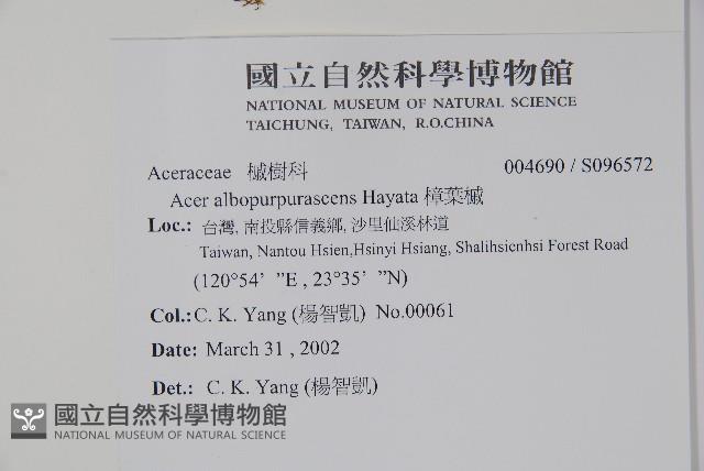 樟葉槭, 飛蛾子樹藏品圖，第2張