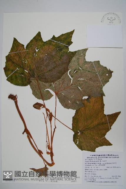 裂葉秋海棠藏品圖，第1張