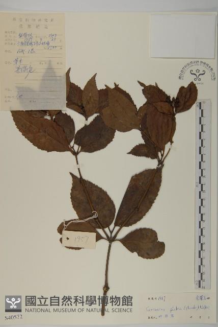 草珊瑚、紅果金粟蘭藏品圖，第1張