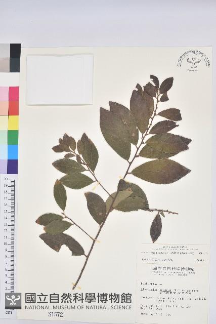 土密樹藏品圖，第1張