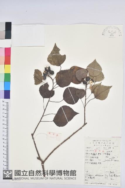 烏臼藏品圖，第1張