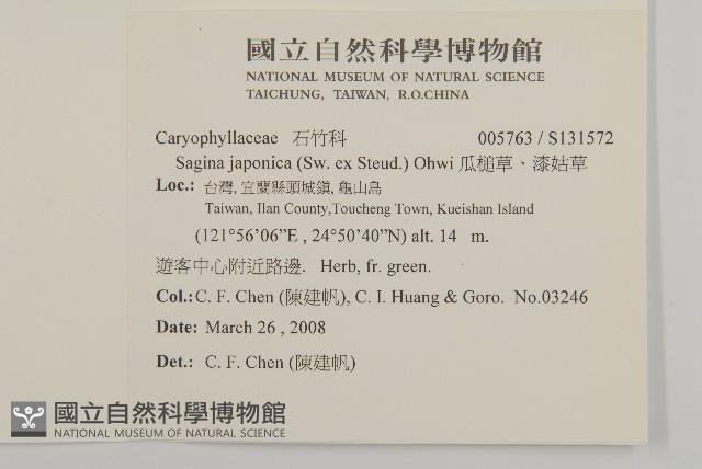 瓜槌草、漆姑草藏品圖，第2張