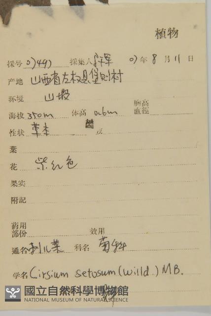 大刺兒菜藏品圖，第2張