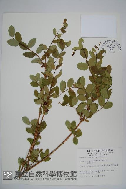 追分忍冬藏品圖，第1張