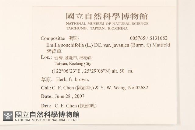 紫背草藏品圖，第2張