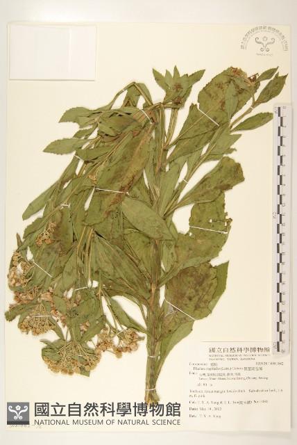 翼莖闊苞菊藏品圖，第2張