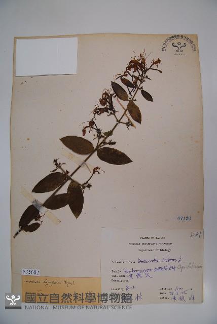 裡白忍冬、紅腺忍冬藏品圖，第1張