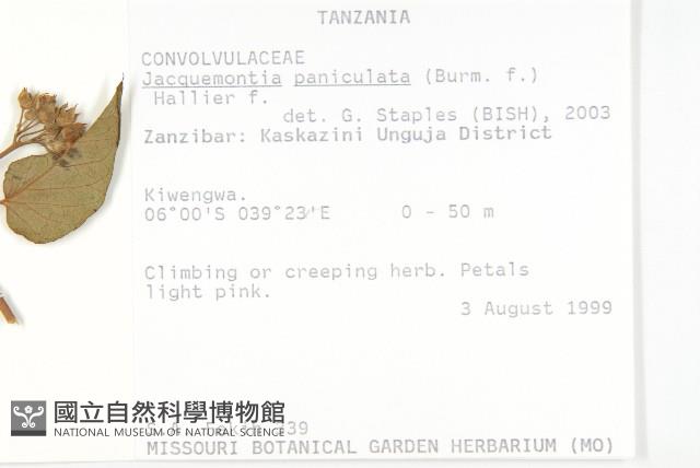 娥房藤藏品圖，第2張