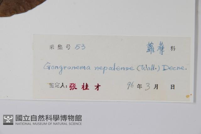 纖冠藤藏品圖，第2張