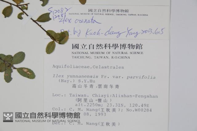 假黃楊藏品圖，第2張