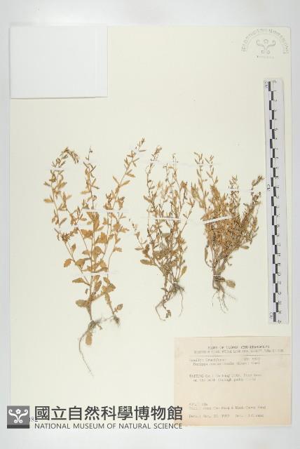 粗糠柴藏品圖，第1張