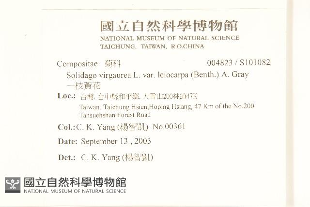 一枝黃花藏品圖，第2張
