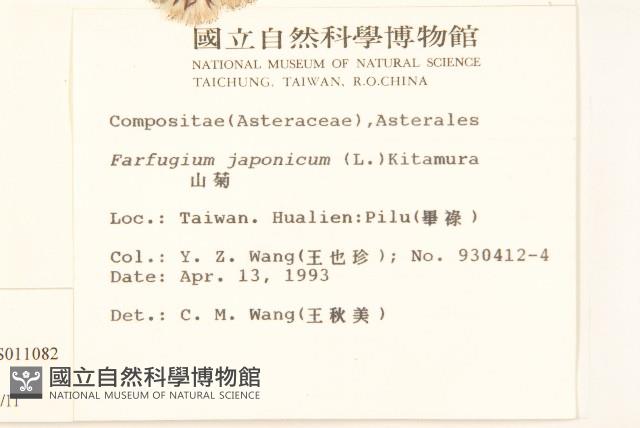 臺灣款冬藏品圖，第2張