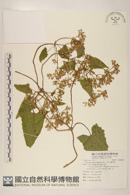 蔓澤蘭藏品圖，第1張