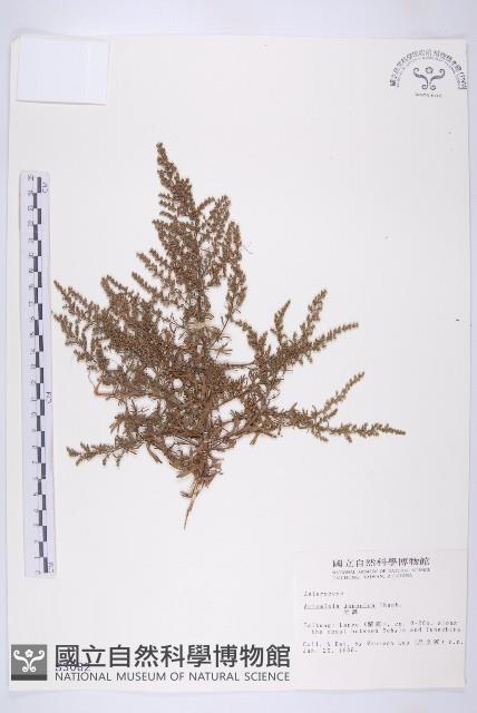 牡蒿藏品圖，第1張