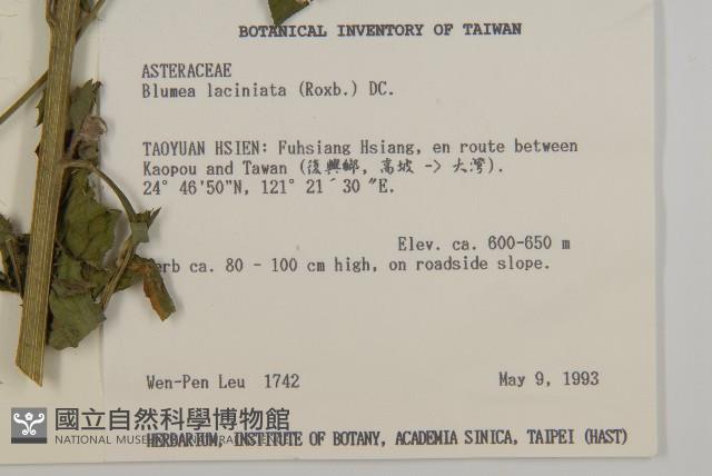 裂葉艾納香藏品圖，第2張