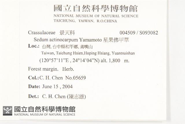 星果佛甲草藏品圖，第2張