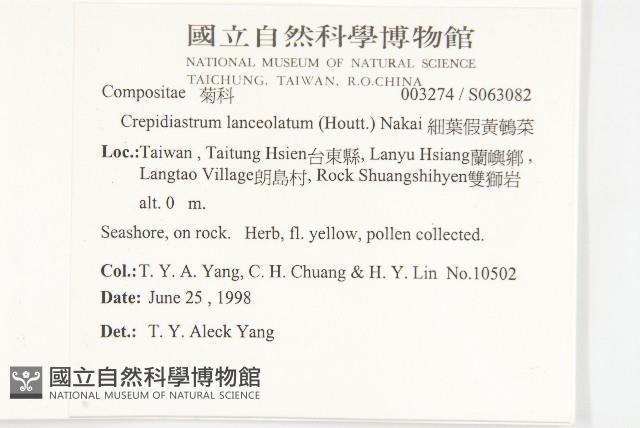 細葉假黃鵪菜藏品圖，第5張