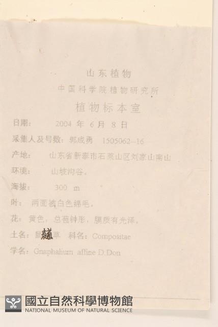 鼠麴草藏品圖，第2張