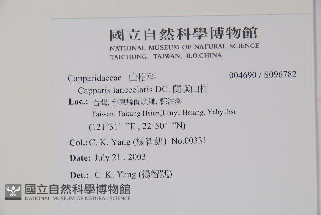 蘭嶼山柑藏品圖，第2張