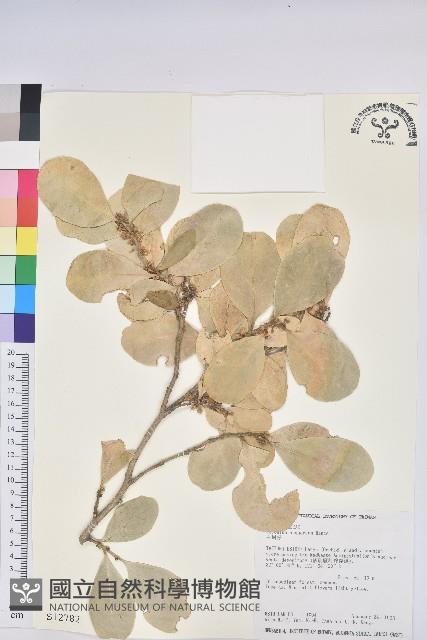 白樹仔藏品圖，第1張