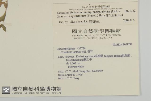 簇生卷耳藏品圖，第2張