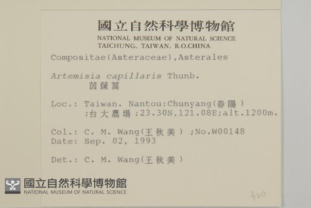 茵蔯蒿藏品圖，第2張