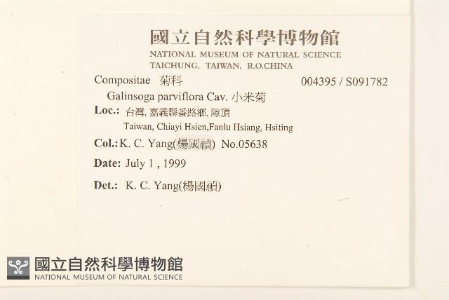 小米菊藏品圖，第2張