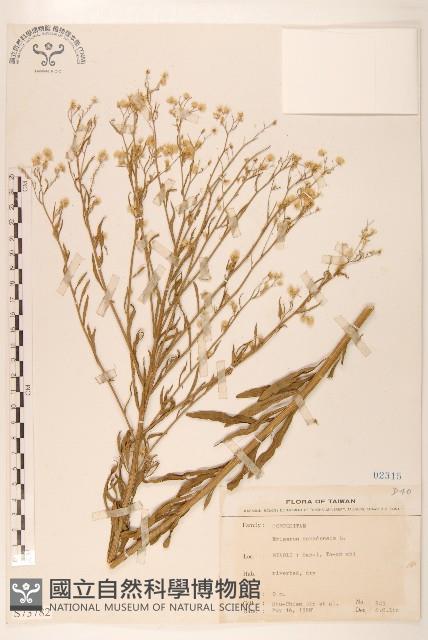 加拿大蓬藏品圖，第1張