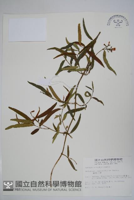 山橙藏品圖，第1張