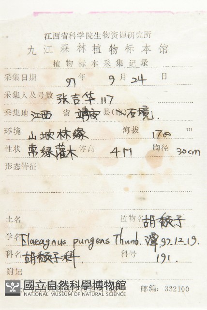胡頹子藏品圖，第2張