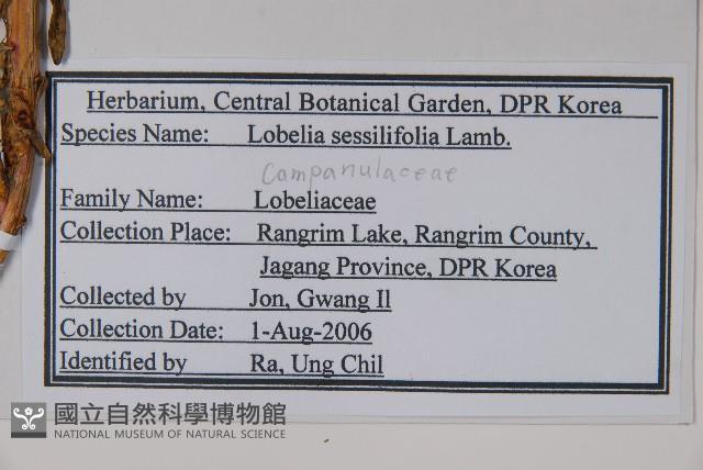 無柄葉山梗菜藏品圖，第2張