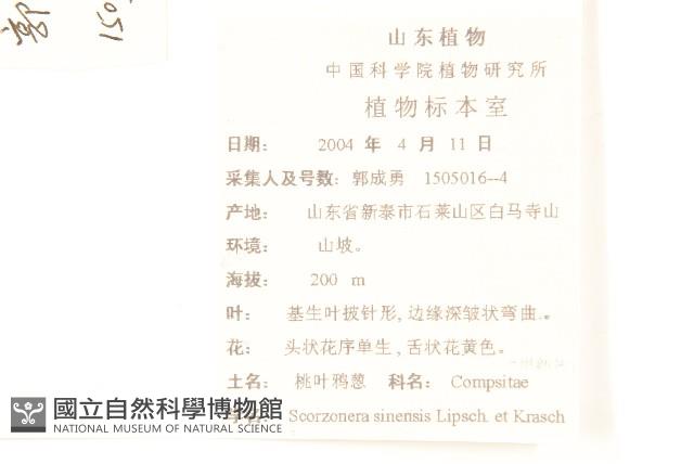 桃葉鴉蔥藏品圖，第2張