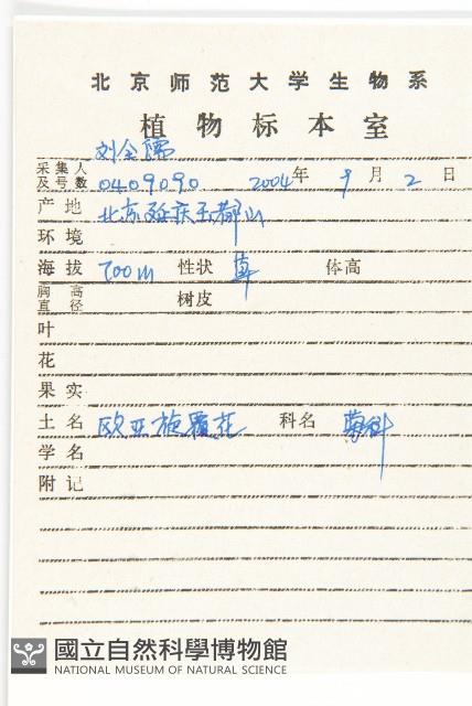 歐亞旋覆花藏品圖，第2張